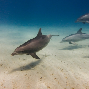 Dolfins
